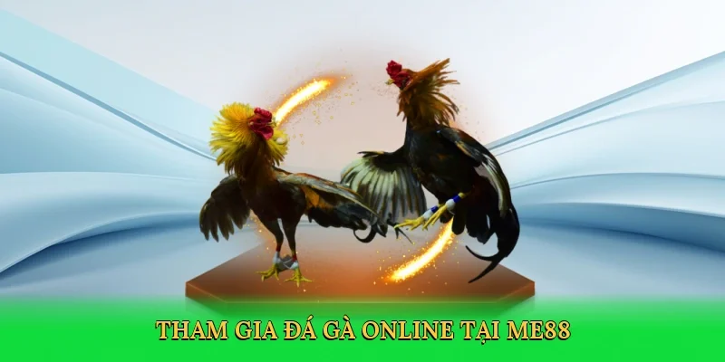 Tham gia đá gà online tại ME88