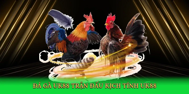 Đá gà UK88 trận đấu kịch tính UK88